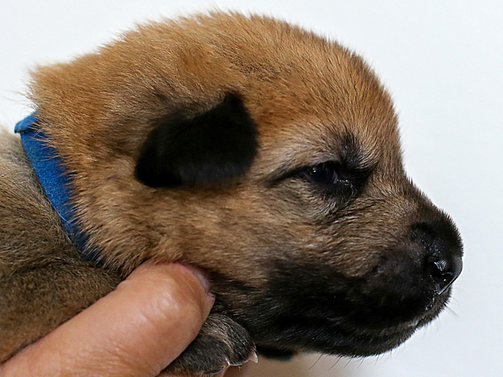 chinook puppy